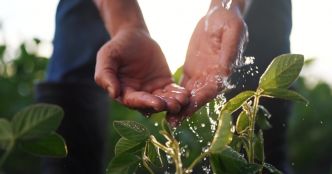 Comment garder vos plantes hydratées pendant vos vacances ?