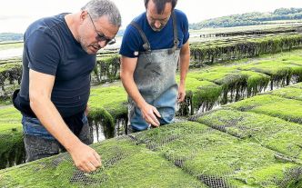 « Une surcharge de travail énorme » : en Bretagne, des ostréiculteurs en difficulté face aux algues vertes [Vidéo]