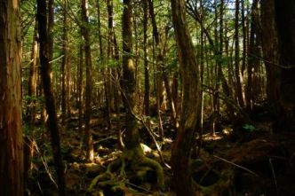 Aokigahara : la forêt où les âmes perdues s'éteignent en silence