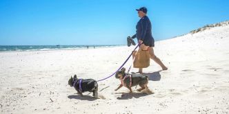 Faut-il interdire les plages aux chiens... et à leurs maîtres