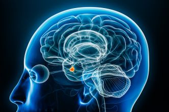 L'hypophyse, une petite glande qui tire les ficelles