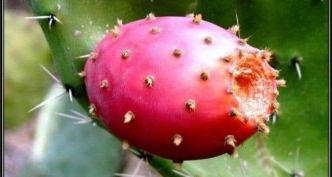 Figue de barbarie tunisienne : d'un fruit oublié à un trésor agro-industriel exporté dans le monde entier