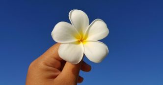 Tous les bienfaits santé insoupçonnés de la fleur de tiaré