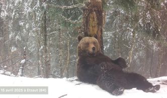 Vidéo. Pyrénées : l'ourse Sorita aurait-elle eu à nouveau des oursons ? Des indices le font penser