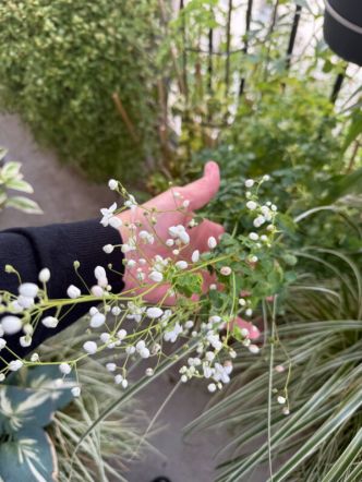 Le vent de Nord Nord-Ouest secoue trop les plantes sur mon balcon