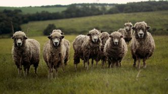 En 2009, des snipers en hélico ont abattu 1.200 moutons pour sauver la biodiversité d'une île: ils ont réussi