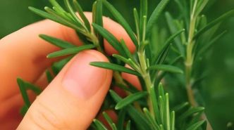 Romarin : les bienfaits de cette plante, comment l'utiliser et comment la faire pousser facilement