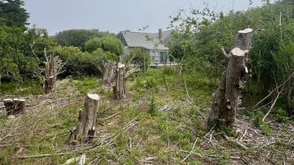 Il abat 16 arbres vieux de 50 ans, dans le jardin de sa... voisine, pour avoir une « vue imprenable sur l'océan »