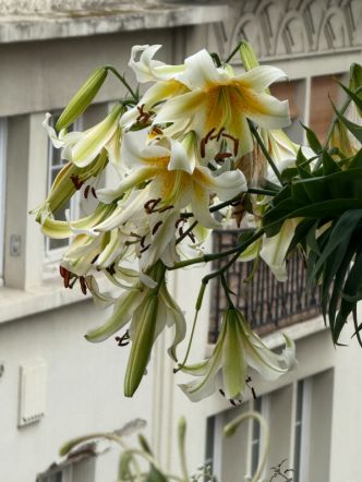 Toujours plus de fleurs sur mes grands lis ‘Mister Cas’