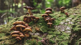 Les Chinois aiment tellement aller aux champignons qu'ils sont en train de détruire les écosystèmes locaux