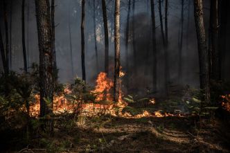 Feu « fixé », « zombie », « tactique » : le lexique pour comprendre la lutte contre les incendies