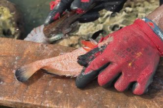 Restrictions de la pêche : un nouvel arrêté jugé incohérent et dangereux par les pêcheurs