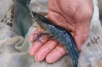 L’importation de crevettes congelées a doublé en 2024