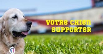 Euro 2016 : Découvrez comment faire de votre chien le meilleur supporter !  - Insolite-Foot