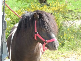 Pourquoi un cheval peut-il faire une hyperlipémie ? 2. Déstockage des lipides - Techniques d'élevage