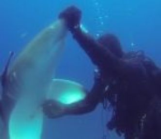 Un requin-citron avec un hameçon dans le ventre demande de l'aide à un plongeur (Floride)