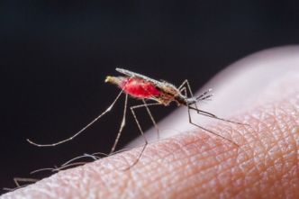 Paludisme: le premier vrai vaccin testé à partir à partir de 2018