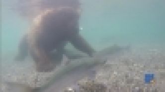 WebBuzz du 20/10/2017: Un ours en mode pêche sous marine-Bear Fishes Underwater With Paws