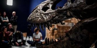 Tyrannosaure : « Le nom de "roi des lézards tyrans” a contribué à sa réputation »