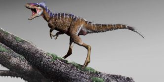 Un « mini-tyrannosaure » découvert dans l'Utah permet de mieux comprendre l'essor du T. rex