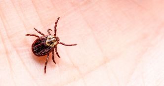 Le Pentagone a-t-il testé la maladie de Lyme comme arme bactériologique?
