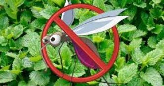 Les 4 meilleures plantes pour repousser les moustiques