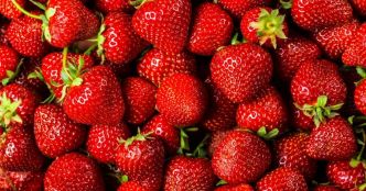Fraise:  Puissants bienfaits santé (et risques!) des fraises