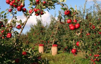 Le pommier, planter et cultiver des pommes - Mon Inspiration Jardin