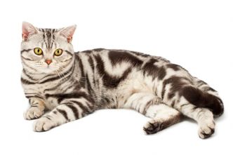 American Shorthair : un chat facile à vivre, au caractère très doux