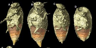 En image : des scarabées de 230 millions d'années découverts dans une crotte fossilisée