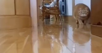 Le chat roux commence une partie de chasse dans le couloir : son attitude rappelle étrangement quelqu'un (vidéo)