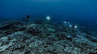 Pacifique: un récif de coraux géants découvert au large de Tahiti