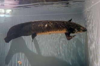 Étrangeté du vivant : le plus vieux poisson d'aquarium du monde fête ses 90 ans !