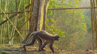 Plus de 200 nouvelles espèces ont été découvertes en 2020 dans la région du Mekong, selon le WWF