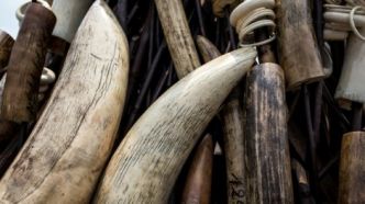 RDC: saisie d'une tonne et demie d'ivoire à Lubumbashi