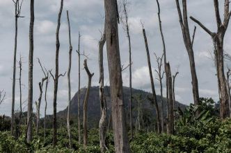 Les planteurs de cacao clandestins détruisent la forêt en Côte-d'Ivoire
