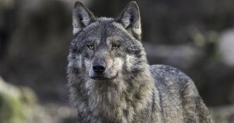 En 2022, on estime que 921 loups gris vivent sur le territoire français
