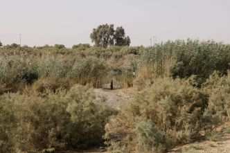 En Irak, la vallée fertile se meurt