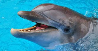 Un dauphin mord deux personnes dans une série d'attaques