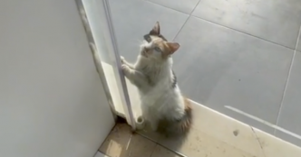Un commerçant découvre un chat errant devant sa porte : il l'implore pour échapper à la canicule