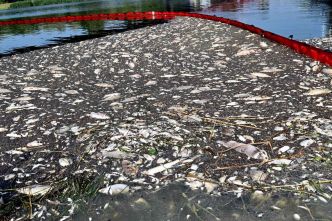 Près de 100 tonnes de poissons morts dans la rivière Oder en Pologne, un désastre écologique sans explication