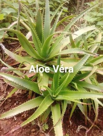Aloe vera : de multitudes bienfaits pour le corps
