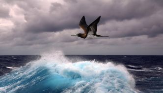 Les oiseaux, grandes victimes des tempêtes plus intenses à cause du changement climatique
