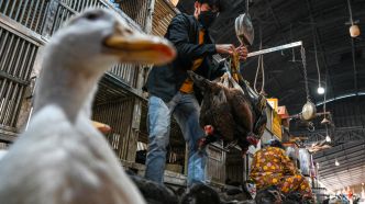 Grippe aviaire au Cambodge: pas de transmission entre êtres humains