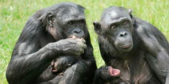 Violences sexuelles : qu'en est-il de nos cousins les primates ?