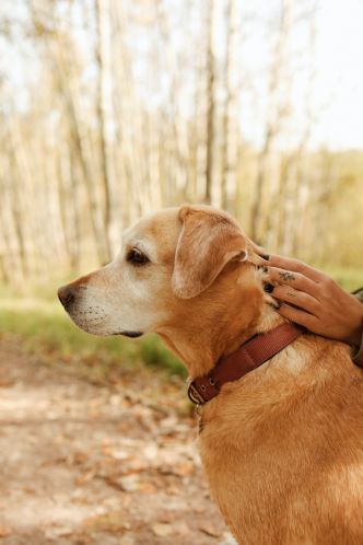Pourquoi offrir un collier personnalisé à son chien ?