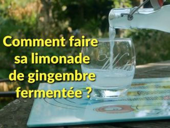 Comment fabriquer soi-même sa limonade de gingembre fermentée ?