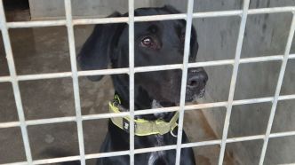 Abandons d'animaux : les refuges de la SPA saturés avec près de 8 300 animaux pris en charge fin juillet et des adoptions en baisse