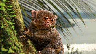 Ces singes préhistoriques ont-ils vraiment traversé l'océan sur un méga-radeau ?