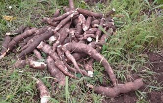 Centrafrique : hausse vertigineuse du prix de manioc à Zemio (Autre presse)